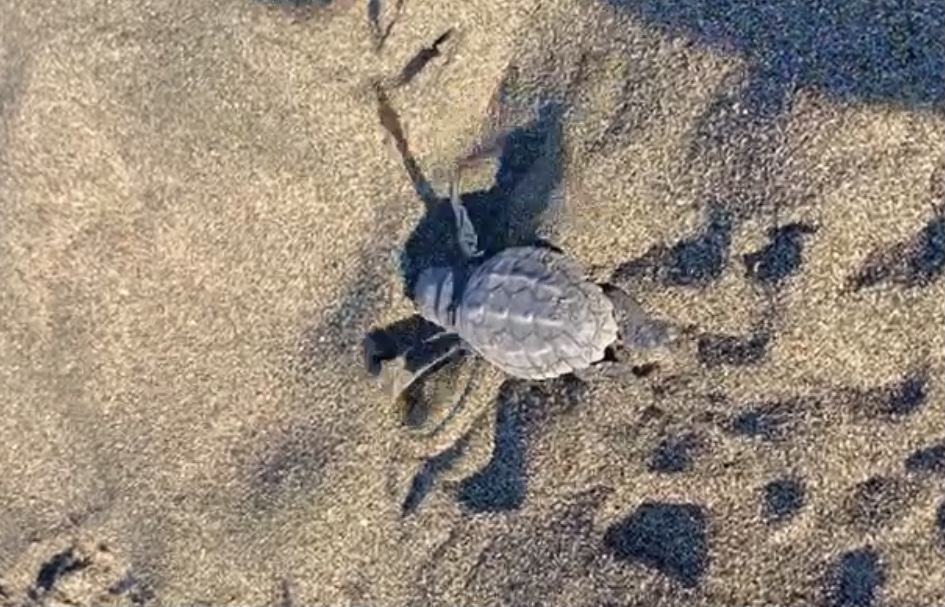 Sono nate 30 nuove tartarughine marine